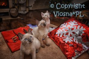Miot B Viosna*PL