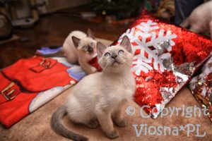 Miot B Viosna*PL