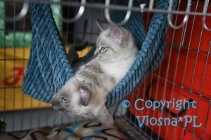 Cookie & Charlie Viosna*PL