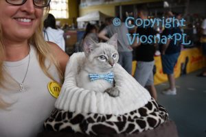 Cookie Viosna*PL