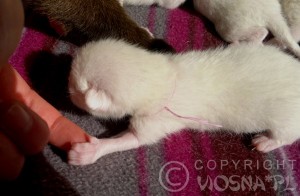 Miot C (Cecylia) - Hodowla Kotów Tajskich Viosna*PL