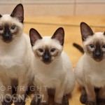 Cyryl & Cecylia & Ciastek Viosna*PL