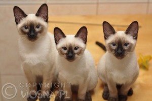 Cyryl & Cecylia & Ciastek Viosna*PL