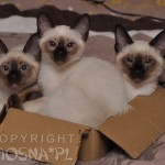 Ciastek & Cecylia & Cyryl Viosna*PL