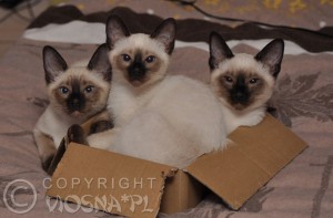 Ciastek & Cecylia & Cyryl Viosna*PL