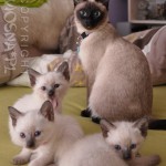 Whisper jako mama (as a mom) - miot D