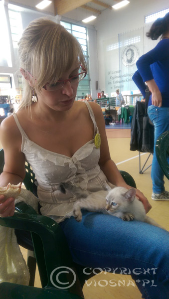 Międzynarodowa Wystawa Kotów Rasowych – Toruń, 13-14.09.2014