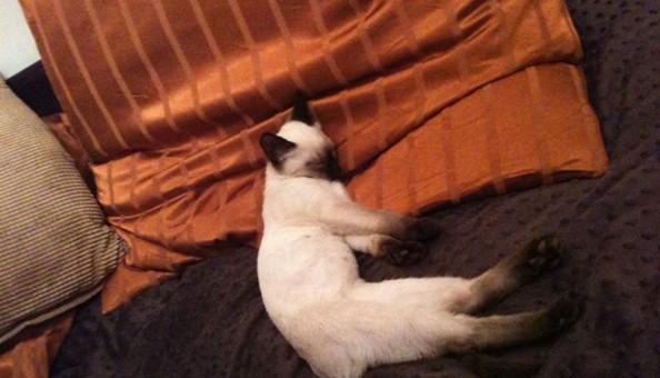 Aslan w nowym domu…