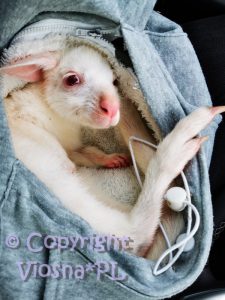 Joey