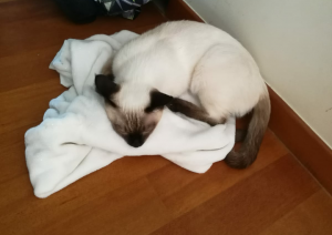 Watson Viosna*PL