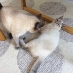 Newton i Kayla