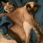 Newton i Kayla