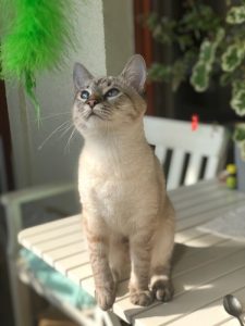 Zosia Viosna*PL