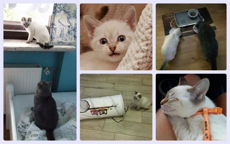 Kitka Viosna*PL