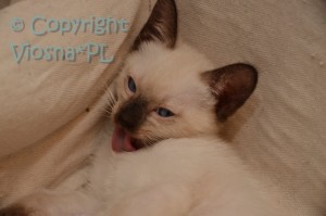 Matylda Viosna*PL
