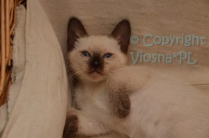 Matylda Viosna*PL