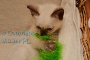 Matylda Viosna*PL