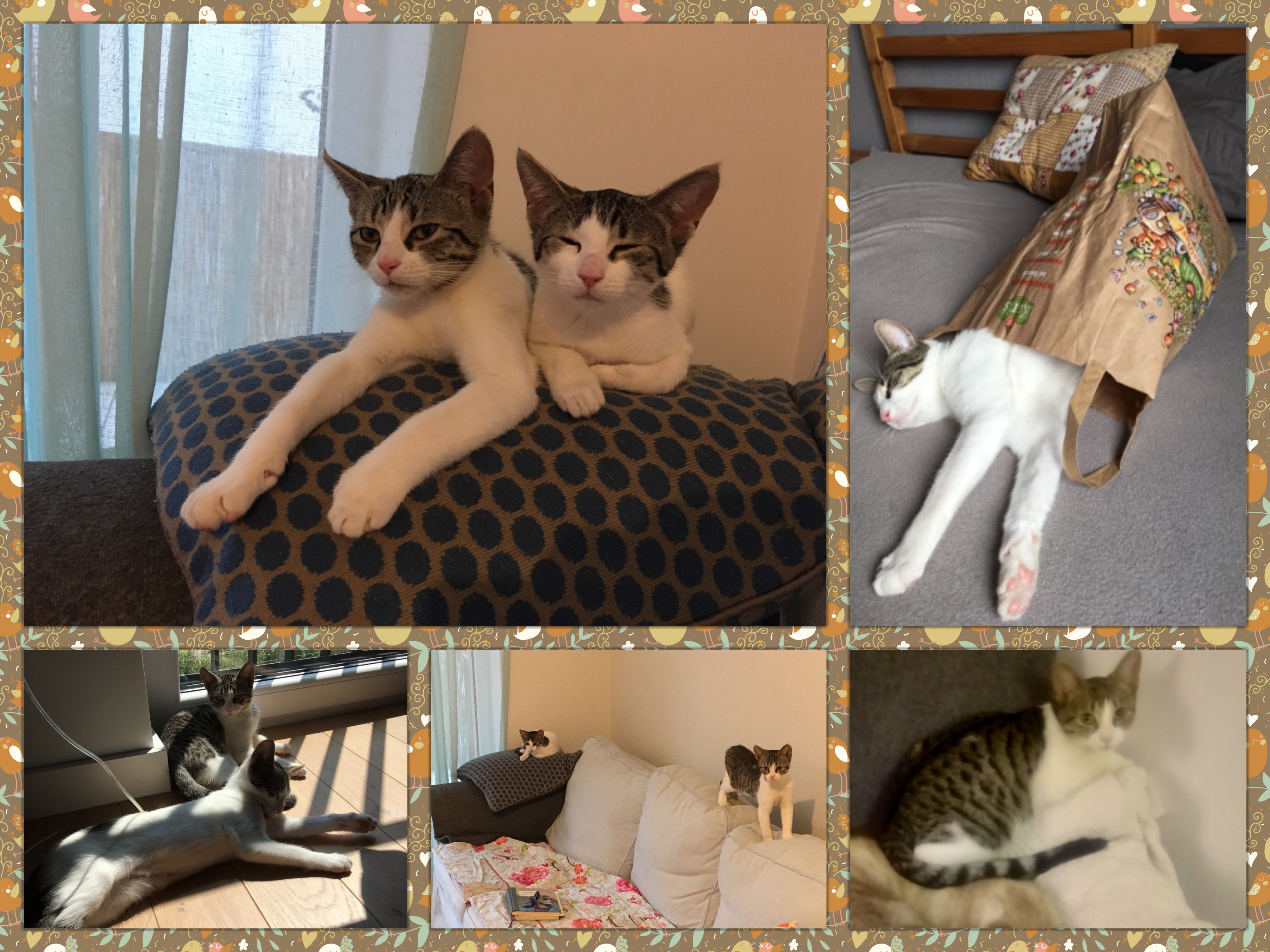 Molly i Halinka