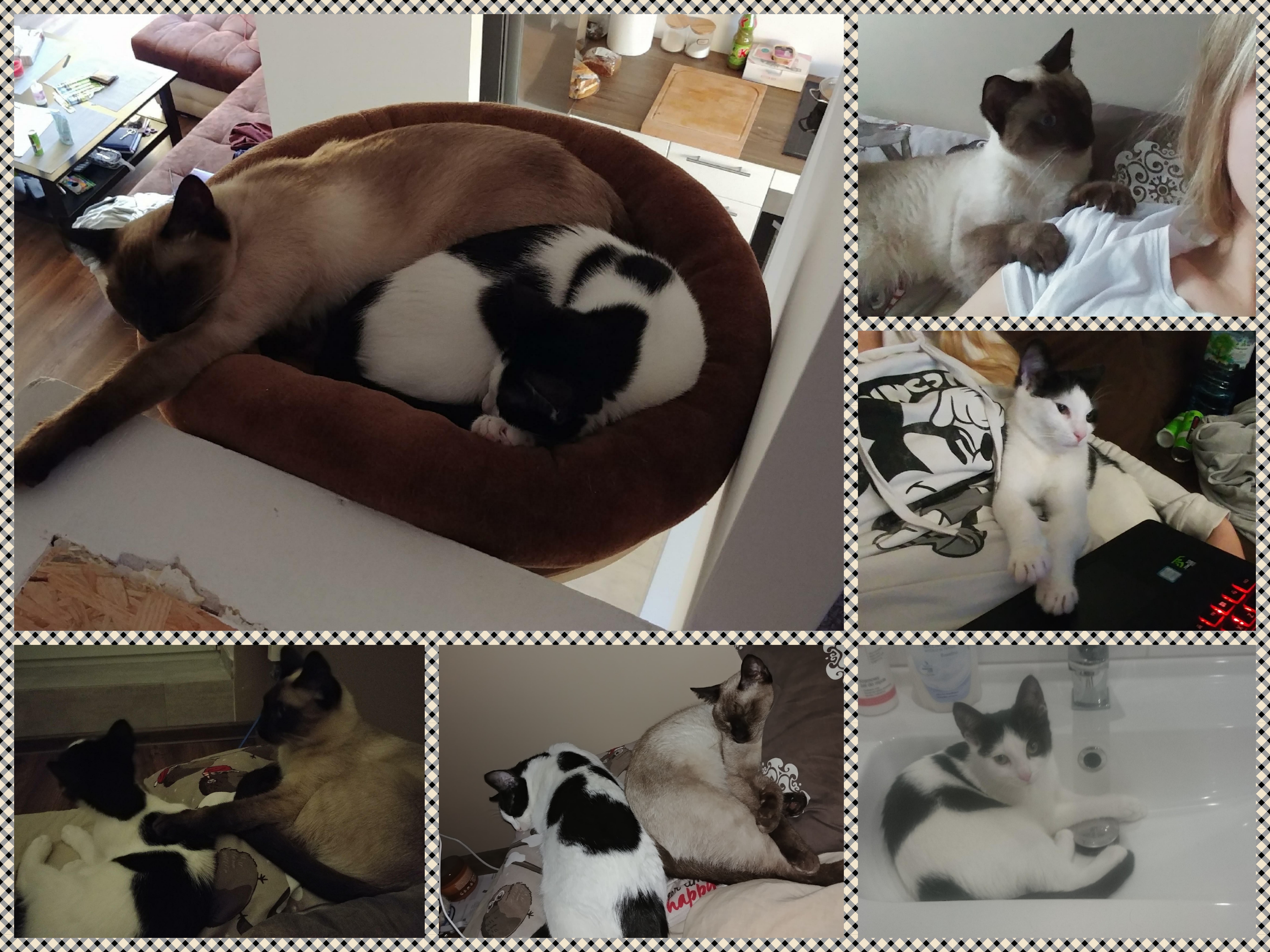Panda (w nowym domu z Neo Viosna*PL)