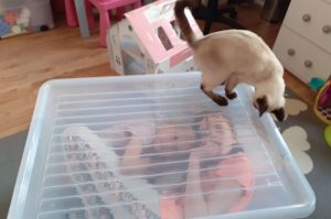Wally Viosna*PL