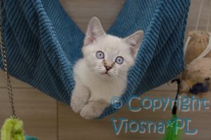 Sidney Viosna*PL