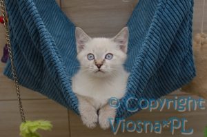 Sidney Viosna*PL