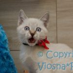 Sidney Viosna*PL