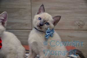 Sally Viosna*PL