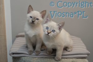 Sally & Sidney Viosna*PL