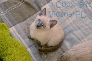 Sally Viosna*PL