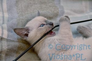 Sally Viosna*PL