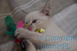 Sidney Viosna*PL