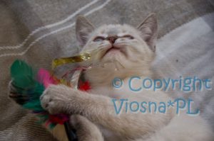 Sidney Viosna*PL