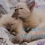 Sally & Sidney Viosna*PL