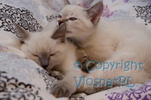 Sally & Sidney Viosna*PL