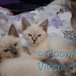 Sally & Sidney Viosna*PL