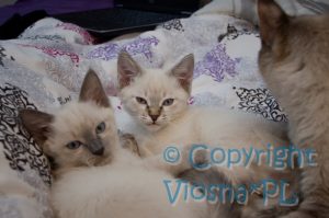 Sally & Sidney Viosna*PL