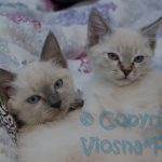 Sally & Sidney Viosna*PL