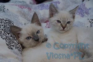 Sally & Sidney Viosna*PL
