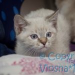 Sidney Viosna*PL