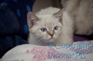 Sidney Viosna*PL