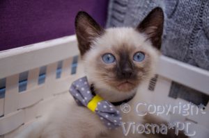 Teo Viosna*PL