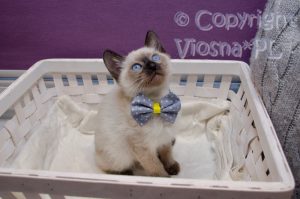 Teo Viosna*PL