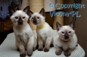 Thorgal, Teo i Taco Viosna*PL