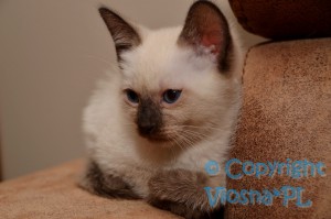 Matylda Viosna*PL