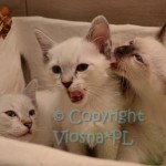 Miot M Viosna*PL