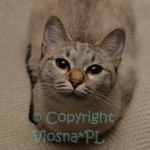 Helenka Viosna*PL