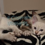 Miot M Viosna*PL