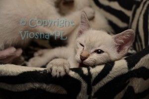 Melman Viosna*PL