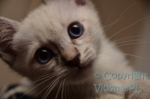 Morris Viosna*PL